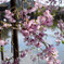 平安神宮の桜