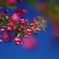 青空のもと　花海棠　４