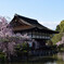 平安神宮の桜