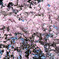 平安神宮の桜