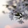 今朝の桜