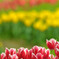 春の花