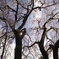 しだれ桜の後ろ姿