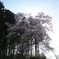 ふくしまの桜