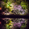 Forest of the fantasy