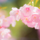 「河津桜」