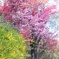 色とりどり、花見山の春