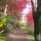 小さな山道