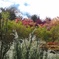 花々の競演