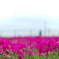 moss phlox