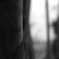 bamboo shoot