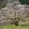 駒つなぎの桜 （エドヒガン）