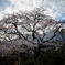 桜咲く 