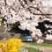 越美桜