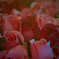 Fake Roses