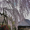 しだれ桜１