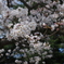 狭山丘陵　桜