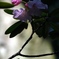 季節の花(石楠花)