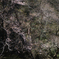 山桜
