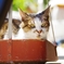 これでも飼い猫である