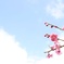 spling〜春〜