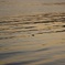 春の海辺