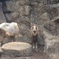 ターキンと見つめ合う