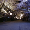 桜のトンネル