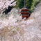 春の長谷寺