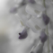 藤の花　幻想