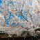 往生院の桜
