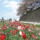 桜とチューリップ