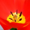 花芯１