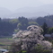塩ノ崎の大桜
