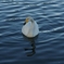 白鳥