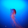 新江ノ島水族館 GR その２