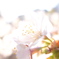 桜花