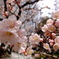 桜いっぱい