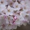 桜色・いろいろ-4