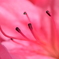 つつじ１