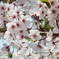 竹生島の桜