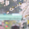 春の雨