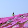 芝桜
