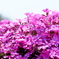芝桜２
