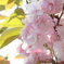 道路脇の八重桜１
