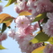 道路脇の八重桜３