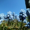 HANA・HANA 110 (Muscari)