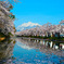 弘前公園2015⑫