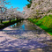 弘前公園桜のジュータン