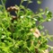 窓辺Green